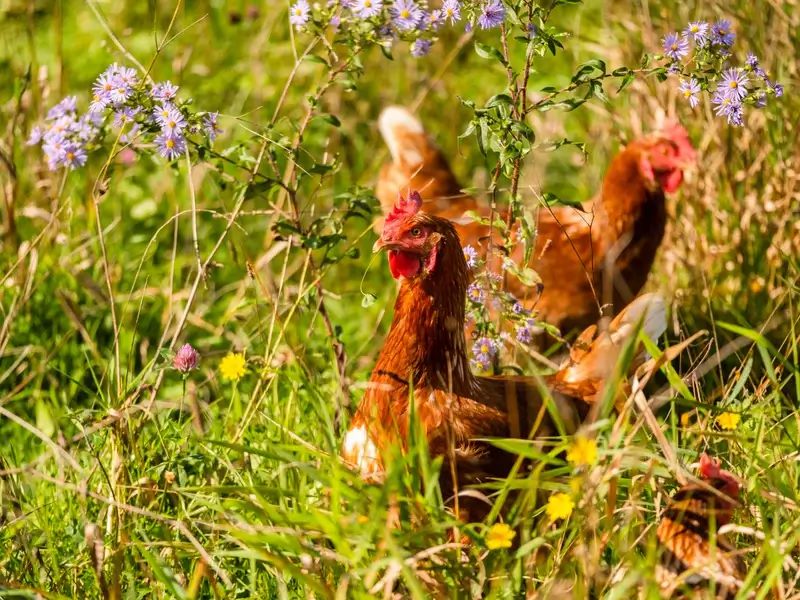 Free-range chickens grazing