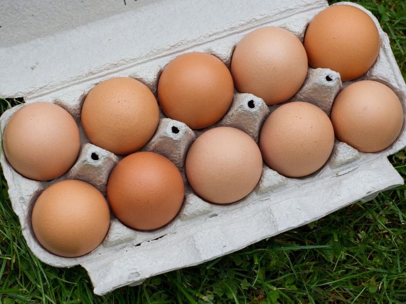 Harvesting fresh eggs
